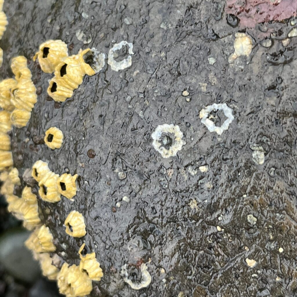 Barnacles, rock, low tide